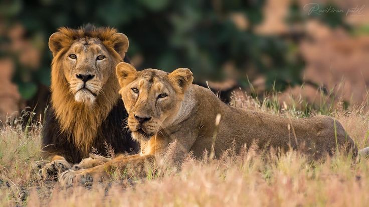 Gir National Park lion safari, Gujarat